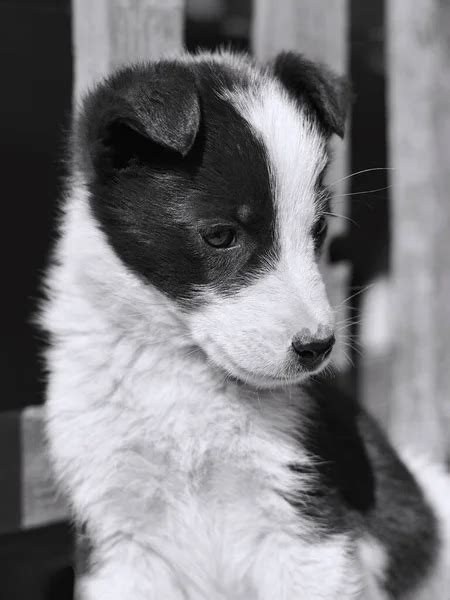 Black And White Puppy Stock Photos Royalty Free Black And White Puppy