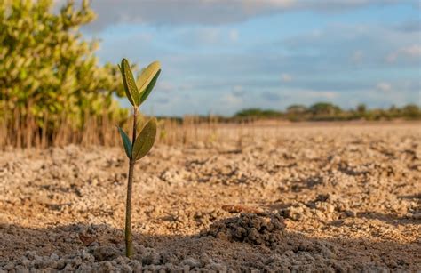 Reforestaci N De Manglares Agrochic Jardiner A Y Bienestar