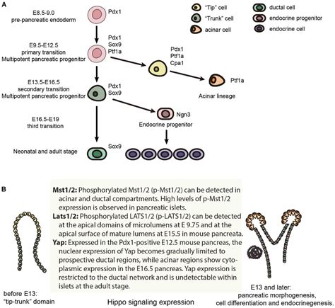 Frontiers Hippo Signaling Pathway In Pancreas Development Cell And