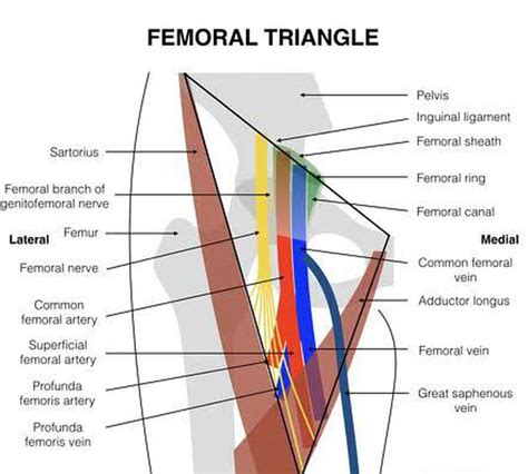 Femoral Triangle Boundaries And Contents Medizzy