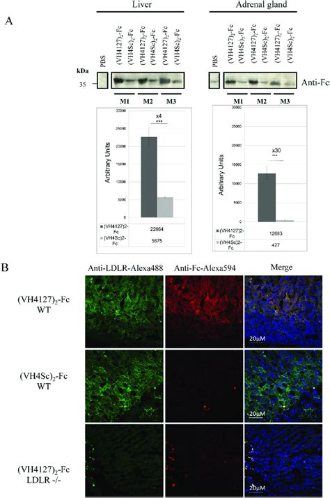 Ldlr Dependent Distribution Of Fc Conjugates In Mice Organs A