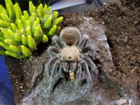 Anyone Here Ever Keep Aphonopelma Hentzi Aka Arkansas Chocolate