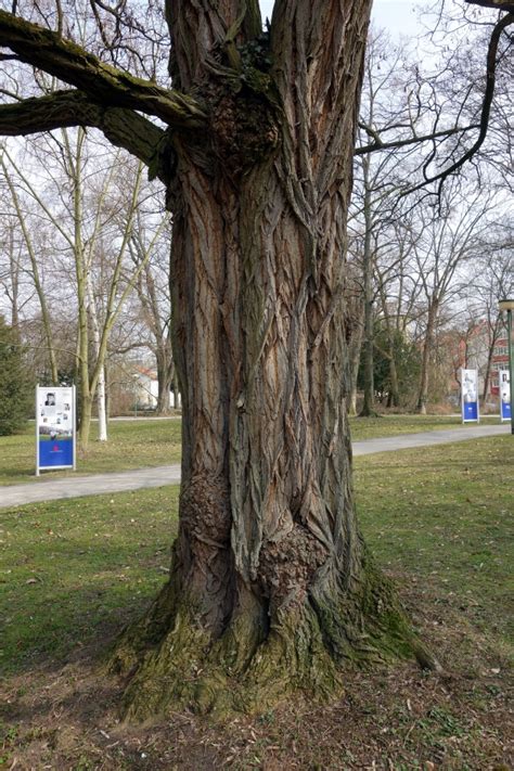 Robinier Faux Acacia Dans La Rue Im Ringpark W Rzburg Bavi Re Allemagne