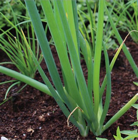 C Mo Cultivar Cebolla De Verdeo Sitopia