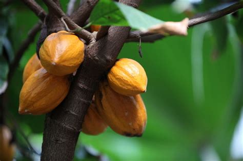 Perbanyakan Tanaman Kakao Menggunakan Sambung Samping