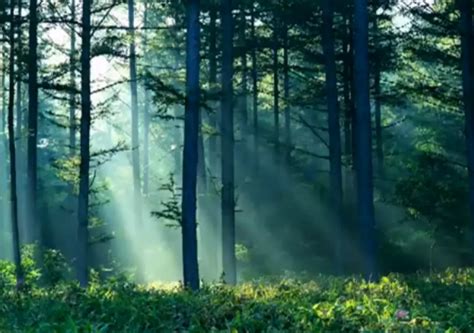 Relax With This 10-Hour Video of Soothing Forest and Nature Sounds