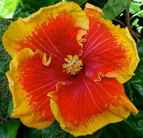 Tahitian Royal Court Gumamela Beautiful Flowers Hibiscus Flowers