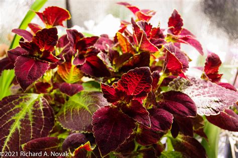 Coleus Dipt In Wine Under The Grow Lights Some Coleus Flickr