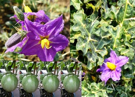 Solanum Xanthocarpum |Kantakari | Yellow Berried Night Shade| Trustherb