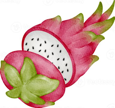 Watercolor Dragon Fruit 36907981 PNG