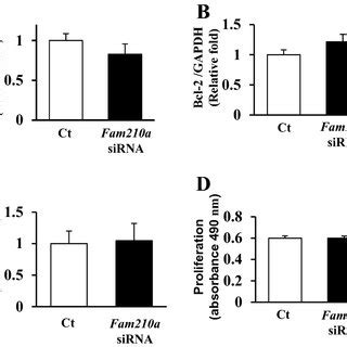 Effects Of Fam210a On Myoblast Apoptosis And Proliferation A B Total