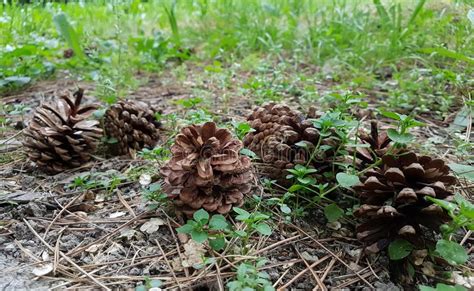 Cones Do Pinho Siberian Imagem De Stock Imagem De Verde 148680131