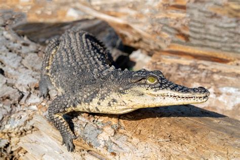 Considere As Afirmações Todo Crocodilo É Um Réptil - O crocodilo do nilo (crocodylus niloticus) é um réptil carnívoro grande ...