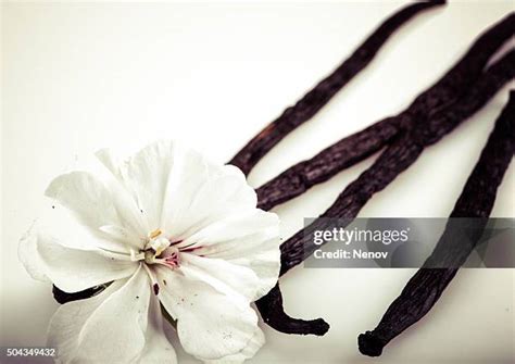 109 Vanilla Flower Bean Stock Photos, High-Res Pictures, and Images ...