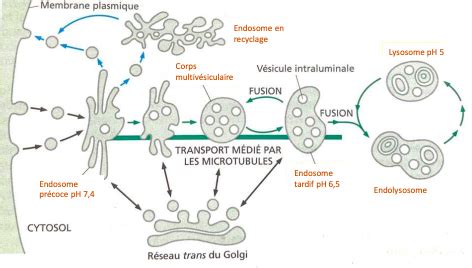 Biocell Endocytose Et Exocytose Cartes Quizlet