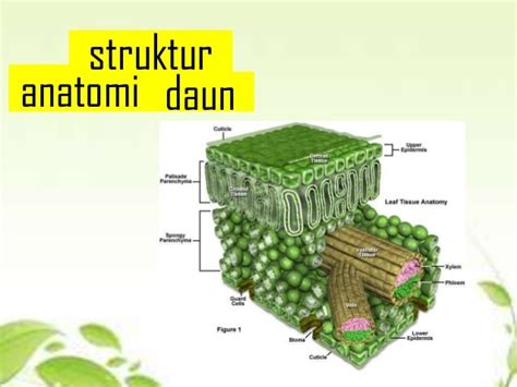 Struktur Dan Fungsi Jaringan Daun Secara Lengkap