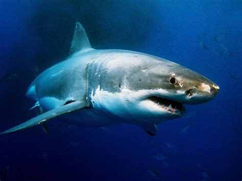 10 Foot Great White Shark Tracked Off South Jersey Coast Again