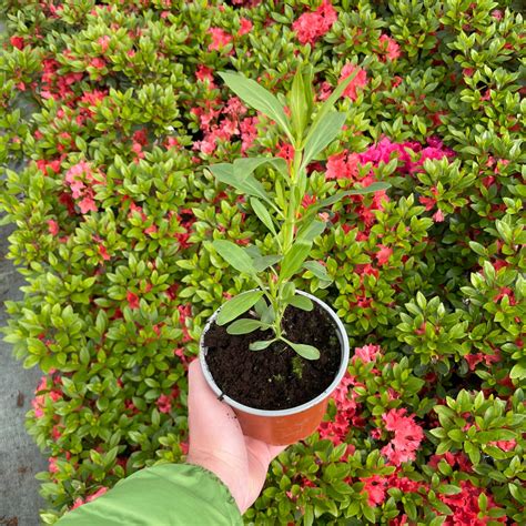 Ostrogowiec Albus Centranthus Ruber Albus P12 Skimia