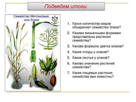 Злаки строение цветка формула