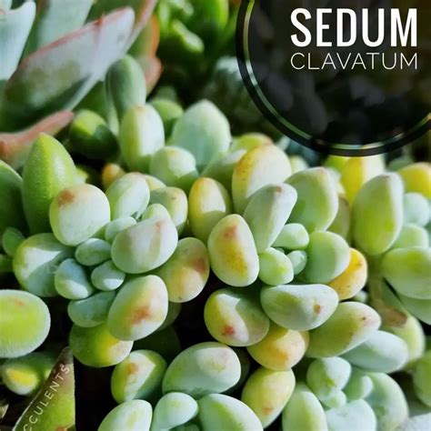 Sedum Clavatum Types Of Succulents Identification Succulentdotcare