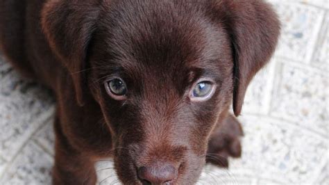 Filhote De Cachorro Estressado Como Cuidar