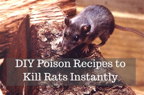 How To Get Rid Of Rats With Homemade Poison Dengarden