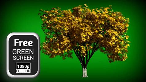 Tree Leaves Green Screen Video Green Screen Tree Moving Tree Green Screen Effect Kinemaster