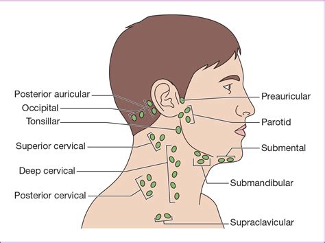 Lymph Nodes Head And Neck Renew Physical Therapy