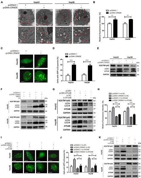 Frontiers LncRNA CRNDE Promotes ATG4B Mediated Autophagy And