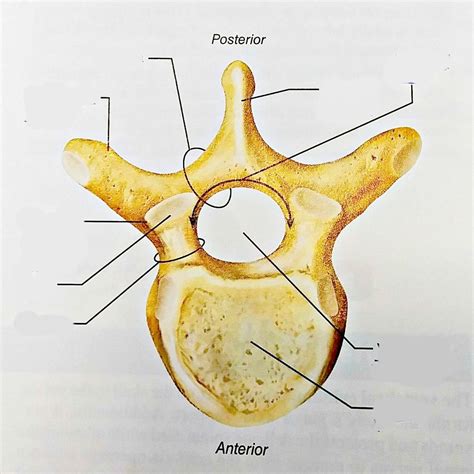 Vertebrae Structures Diagram Quizlet