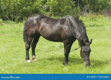 Cavalo No Pasto Imagem De Stock Imagem De Campo Cavalo