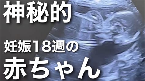 【性別判明】妊娠18週で性別が分かったので発表しちゃいます Youtube