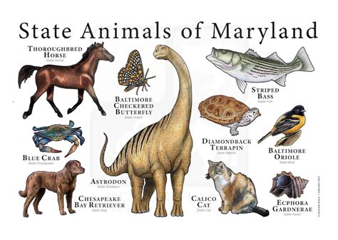 Maryland State Animals Poster Print - Etsy