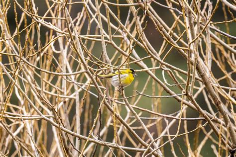 Tarin Des Aulnes Spinus Spinus Oiseaux Du Jardin