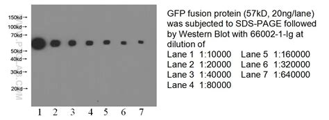 GFP Tag Antibody 66002 1 Ig Proteintech