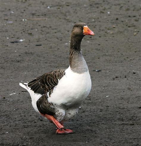 Domestic Greylag Goose Pomeranian Goose A Type Of Gr Flickr