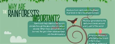 Rainforest Facts Infographic Rainforest Facts Fun Facts For Kids