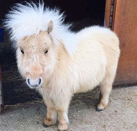 Denise Walker adlı kullanıcının Equine luvr panosundaki Pin | Hayvan ...