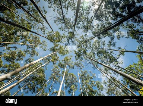 Sri Lanka Mountains Stock Photo - Alamy