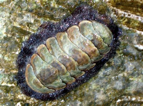 Fuzzy Chiton Acanthopleura Granulata Grand Cayman Photo 4