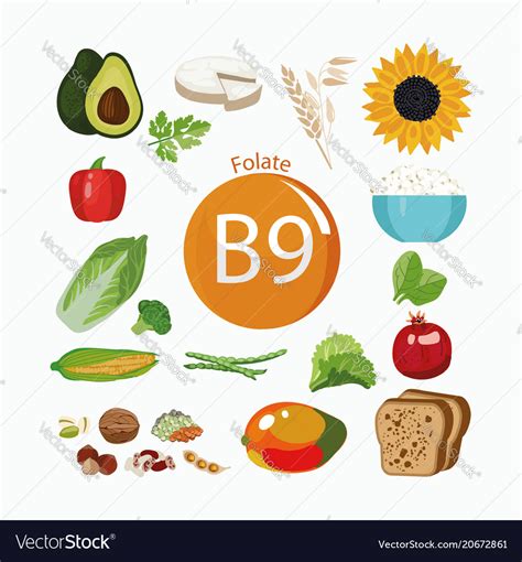 Vitamin B9 Folate Royalty Free Vector Image Vectorstock