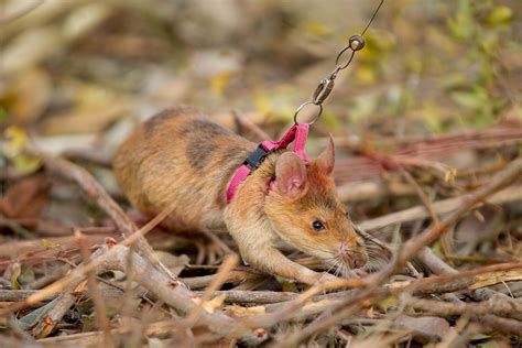 Photos Of Giant Rats Trained To Sniff Out Unexploded Landmines And