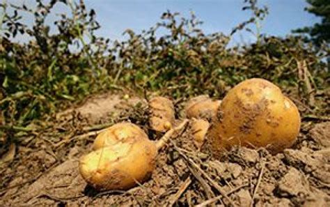 No Small Potatoes Pesticide Action Network Pan