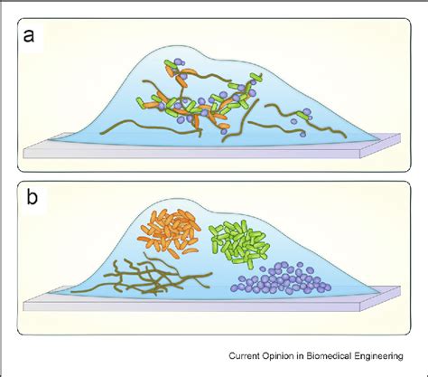 Figure 1 From Can Multi Species Biofilms Defeat Antimicrobial Surfaces On Medical Devices