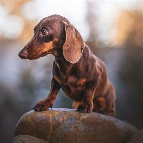 La Clairière aux Cerfs élevage de chiens teckels aix en provence