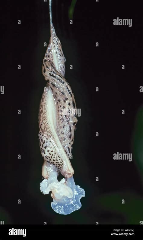 Mating Leopard Slugs Limax Maximus Australia Stock Photo Alamy