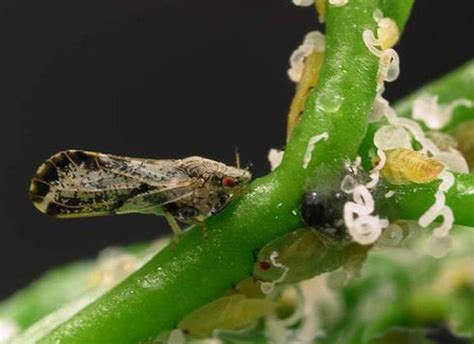 Citrus Greening Crisis How Genetically Engineered Tools And Other Strategies Might Prevent