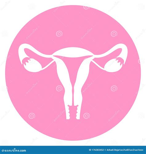 Uterus And Female Reproductive System Stock Vector Illustration Of