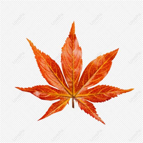 Maple Leaf Leaf Red Maple Red Leaf Vector Png Image And Clipart