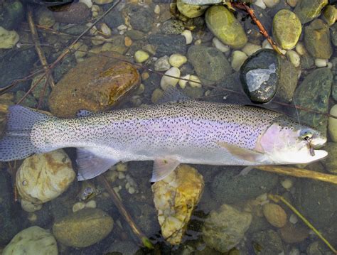 Jon Baiocchi Fly Fishing News: Lower Yuba River Fishing Report - 2/25